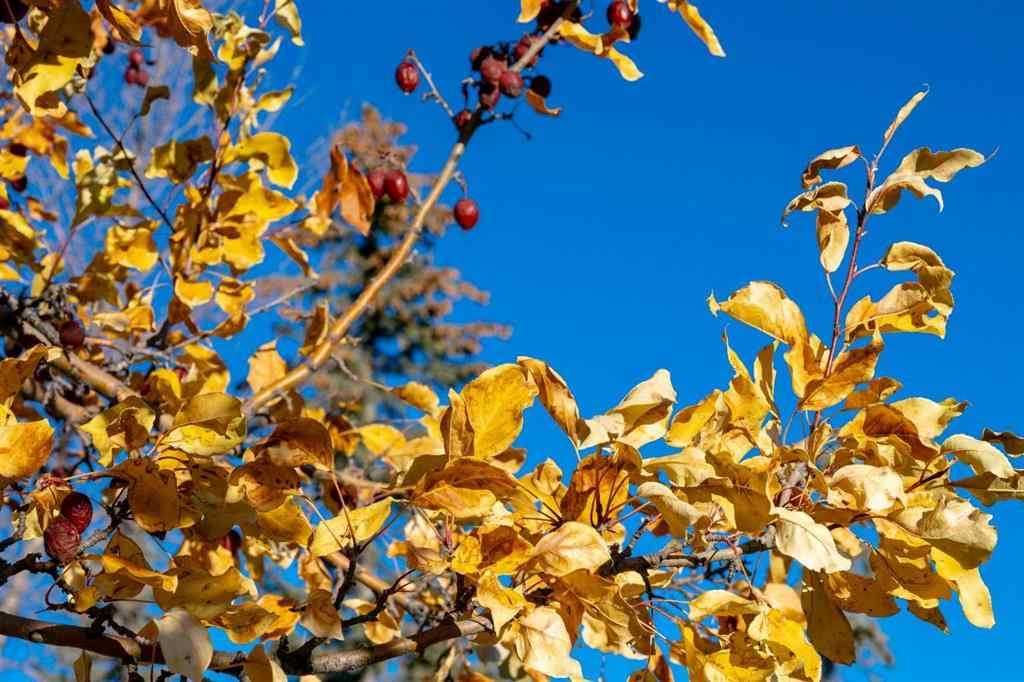 MLS® A2266014 - 118 Sienna Hills Drive SW in Signal Hill Calgary, Residential