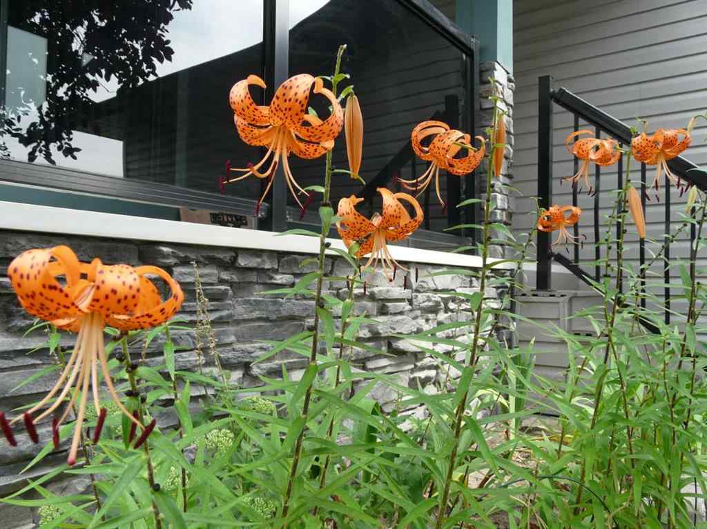 MLS® A2267075 - 116 Oakmere Place  in Westmere Chestermere, Residential