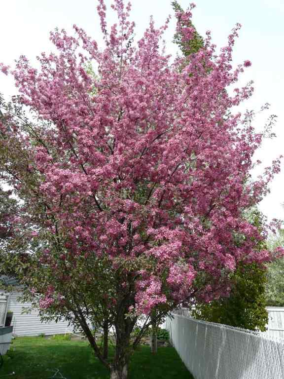 MLS® A2267075 - 116 Oakmere Place  in Westmere Chestermere, Residential