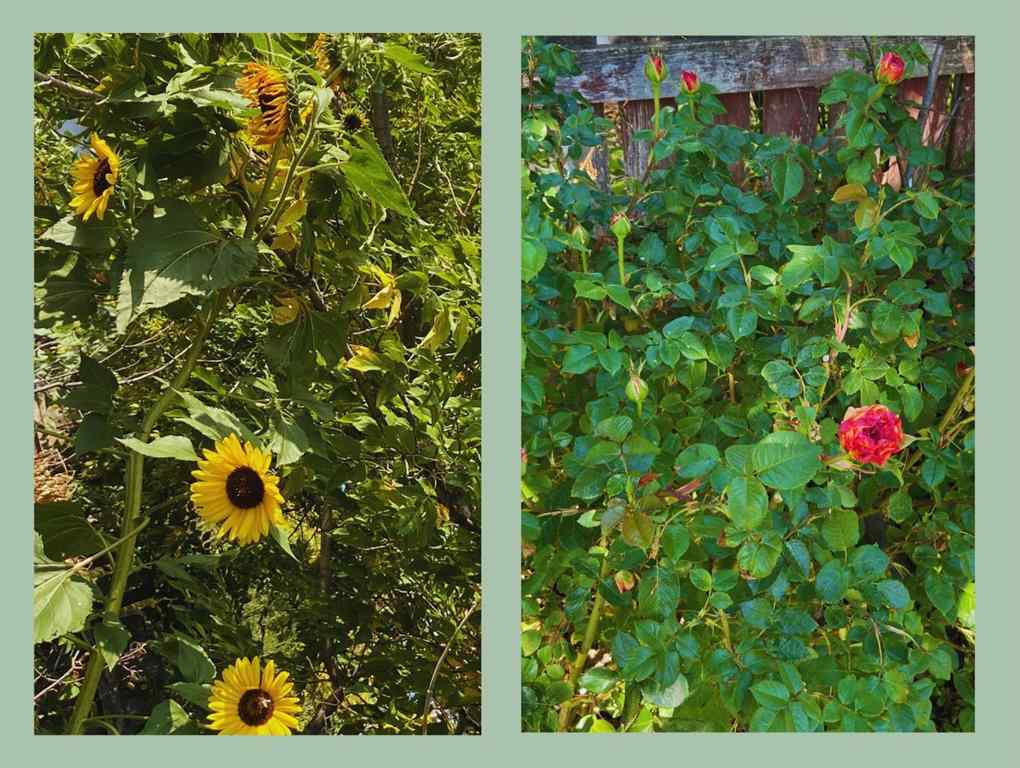 MLS® A2267316 - 119 47 Avenue W in NONE Claresholm, Residential