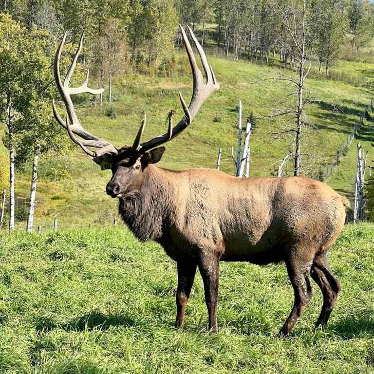 MLS® A2267747 - 583030B Range Road 121   in NONE Rural Woodlands County, Agri-Business