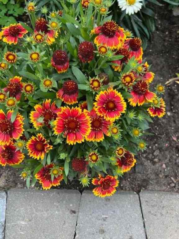 MLS&reg; # A2268864 - 602 Patridge Drive   in Pelican Point_CAMR Pelican Point, Residential Open Houses