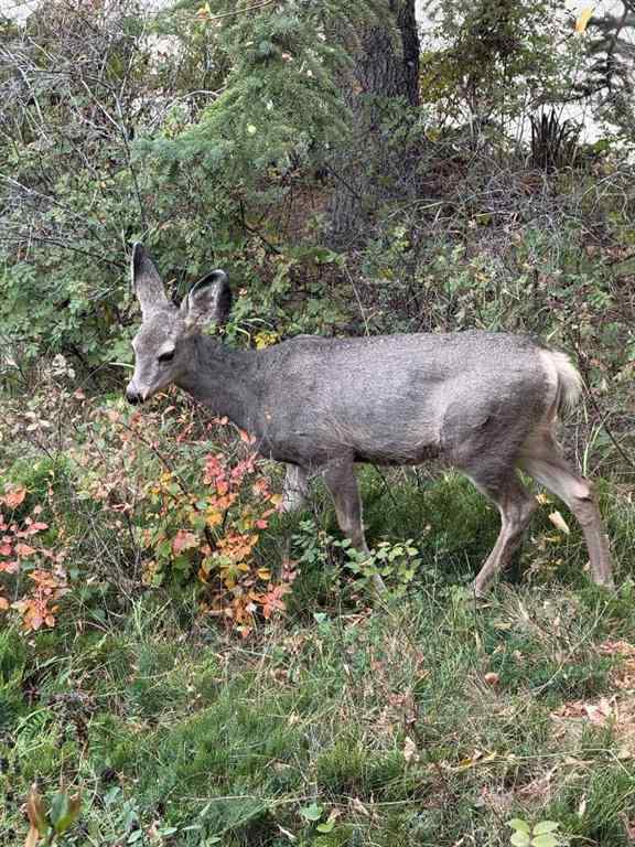 MLS® A2268940 - 49 Pamely Avenue  in Pines Red Deer, Residential