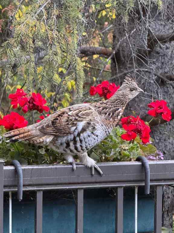 MLS® A2268940 - 49 Pamely Avenue  in Pines Red Deer, Residential