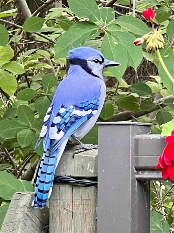 MLS® A2268940 - 49 Pamely Avenue  in Pines Red Deer, Residential