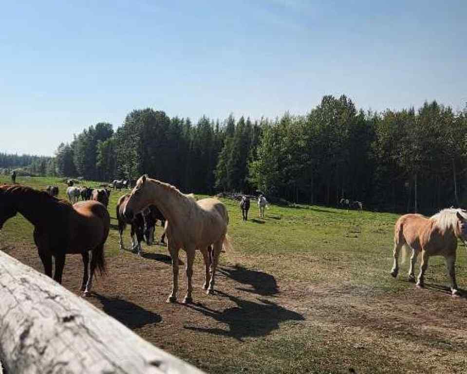 MLS&reg; # A2269590 -  Range Road 6.2   in NONE Rural Clearwater County, Land Open Houses