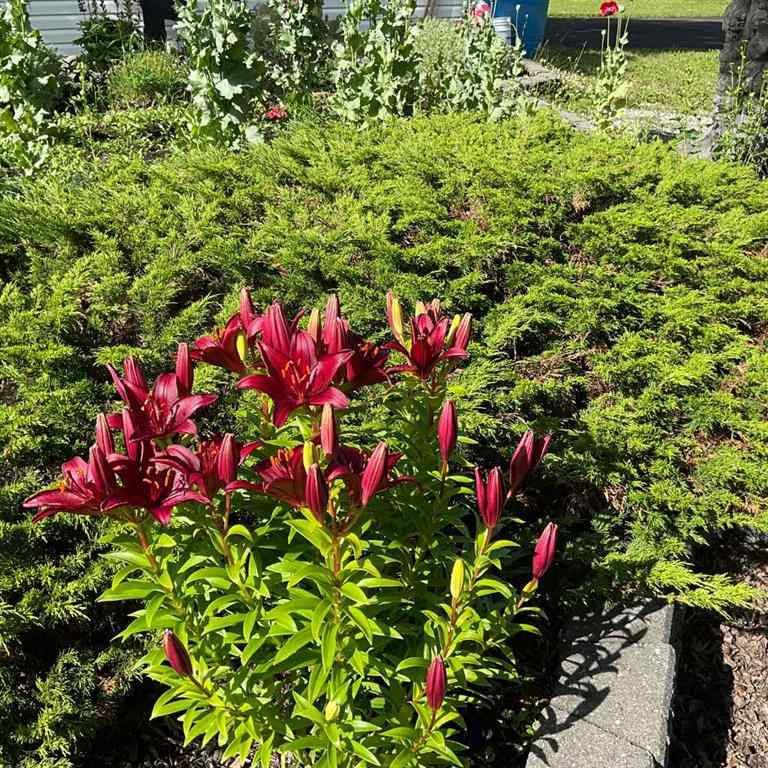 MLS&reg; # A2269983 - 370043 Range Road 6-1   in NONE Rural Clearwater County, Residential Open Houses