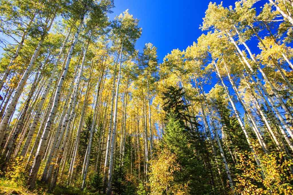 MLS&reg; # A2270045 - 231031 Forestry Way  in West Bragg Creek Bragg Creek, Residential Open Houses