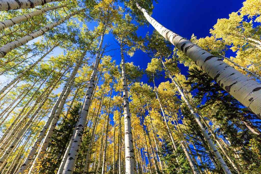 MLS&reg; # A2270045 - 231031 Forestry Way  in West Bragg Creek Bragg Creek, Residential Open Houses