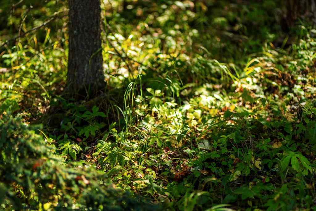 MLS&reg; # A2270045 - 231031 Forestry Way  in West Bragg Creek Bragg Creek, Residential Open Houses