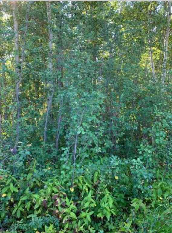 MLS&reg; # A2270065 - 9815 99 Ave   in Lac La Biche Lac La Biche, Land Open Houses