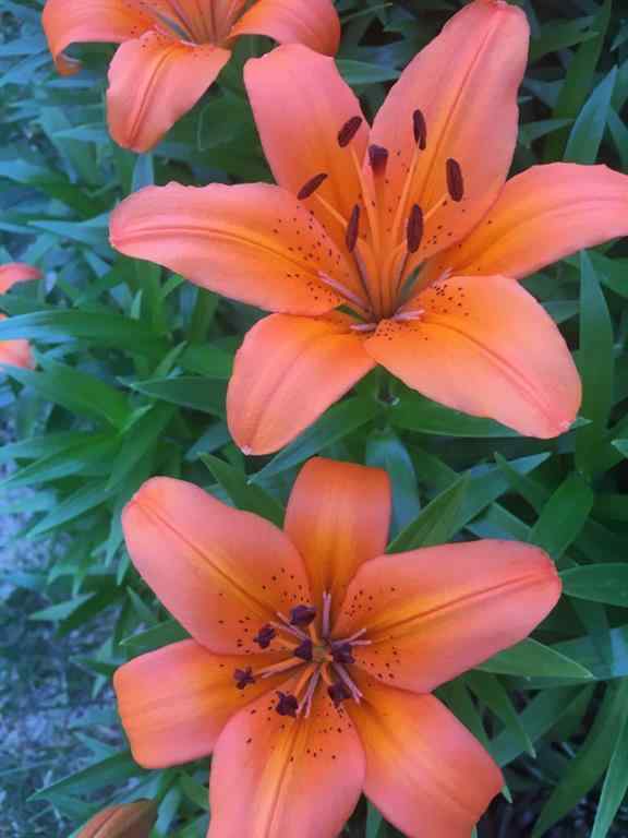 MLS&reg; # A2270638 - 5013 49 A Street   in Sedgewick Sedgewick, Residential Open Houses