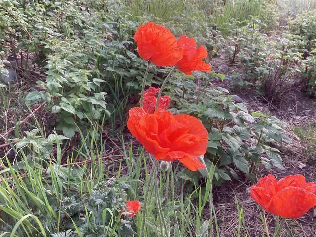 MLS&reg; # A2271365 - 656 Royalite Way SE in NONE Diamond Valley, Residential Open Houses