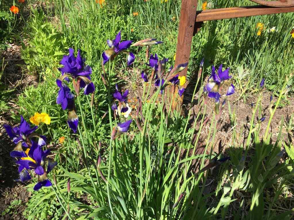 MLS&reg; # A2271365 - 656 Royalite Way SE in NONE Diamond Valley, Residential Open Houses