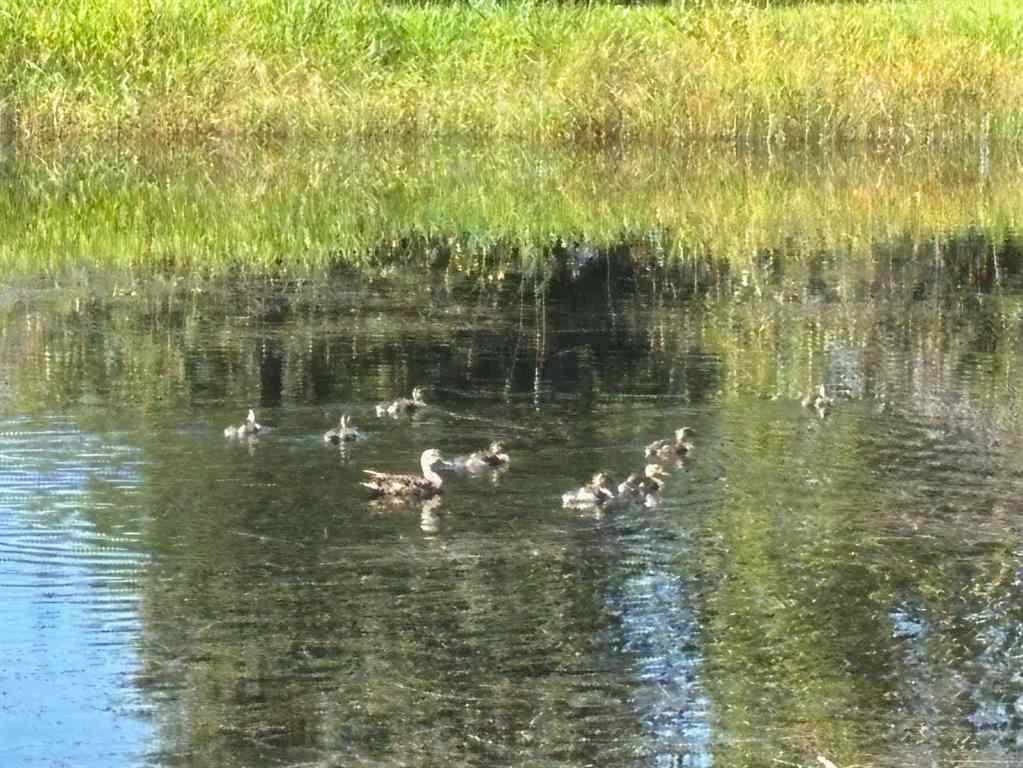 MLS&reg; # A2271574 - 34141 Township Road 241   in Springbank Rural Rocky View County, Residential Open Houses