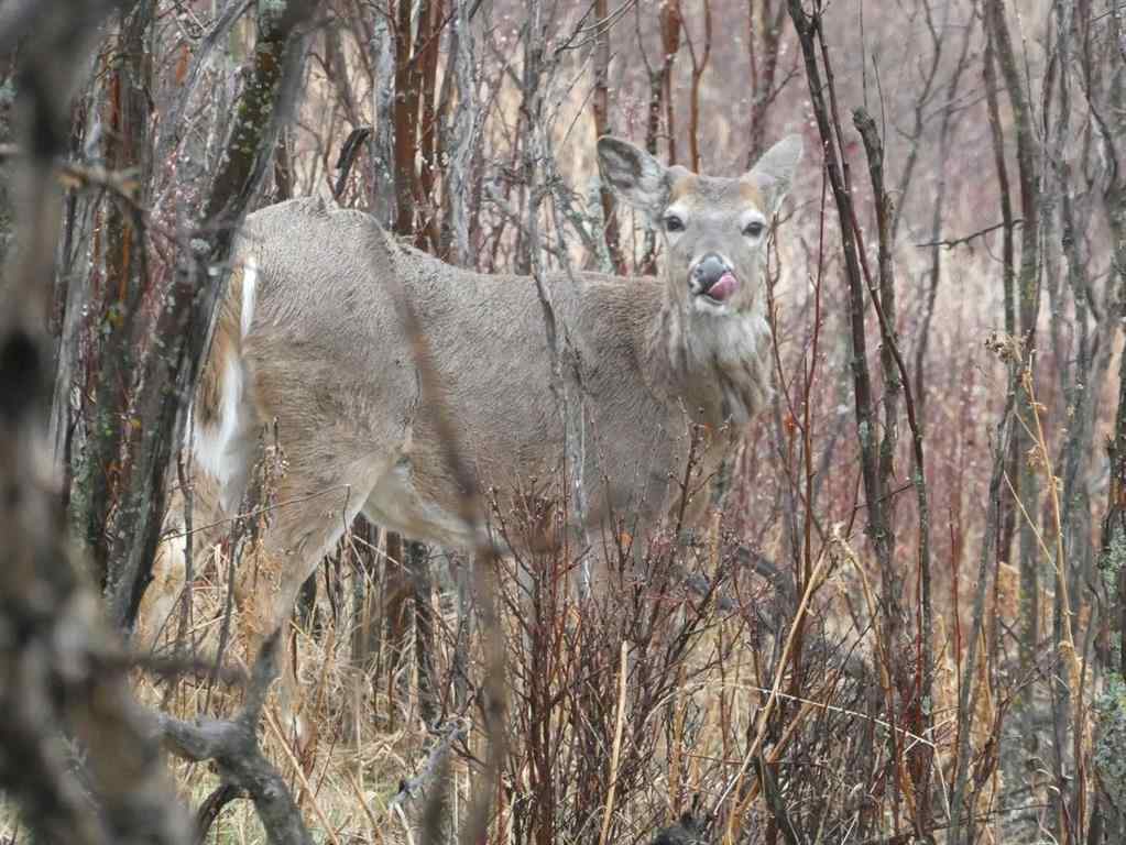 MLS&reg; # A2271770 - 741 Sandringham Place NW in Sandstone Valley Calgary, Residential Open Houses