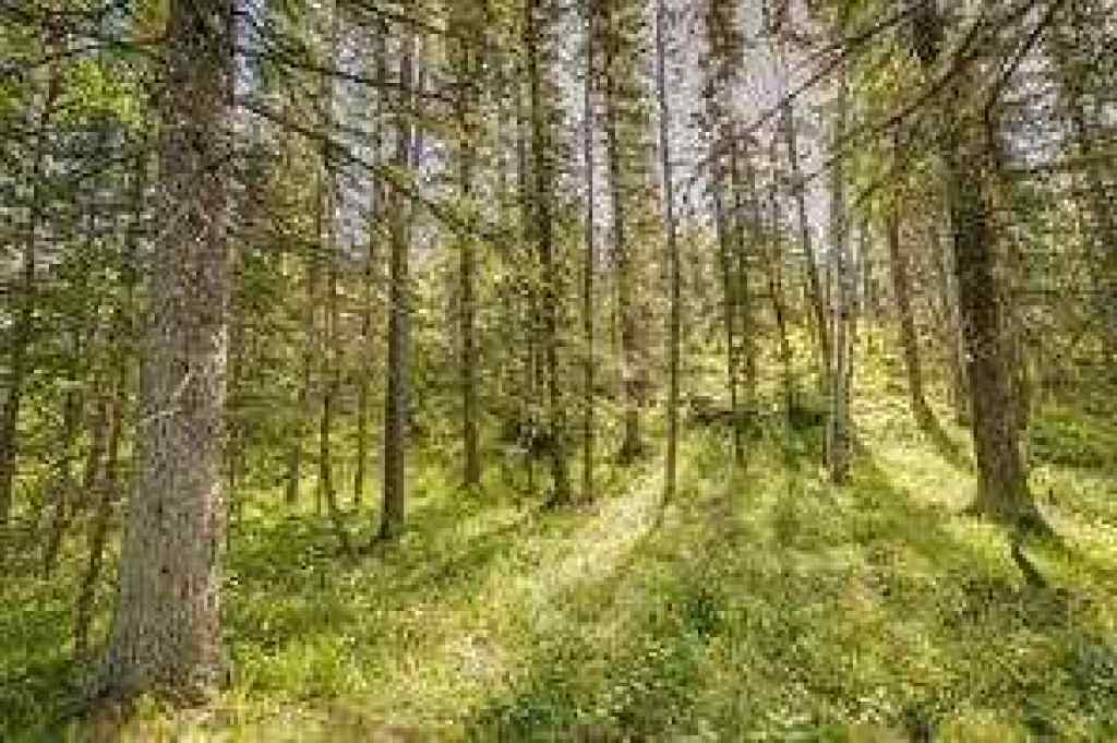 MLS&reg; # A2271830 - 9 Burney Road  in NONE Rural Rocky View County, Land Open Houses