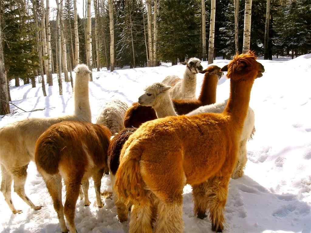 MLS® C4290335 - 215 Wintergreen Road  in Wintergreen Rural Rocky View County, Land