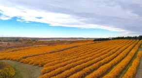 Just listed NONE homes for sale price updated 29250 RR 34   in NONE Rural Mountain View County