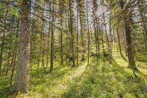 Just listed NONE homes for sale new 9 Burney Road  in NONE Rural Rocky View County